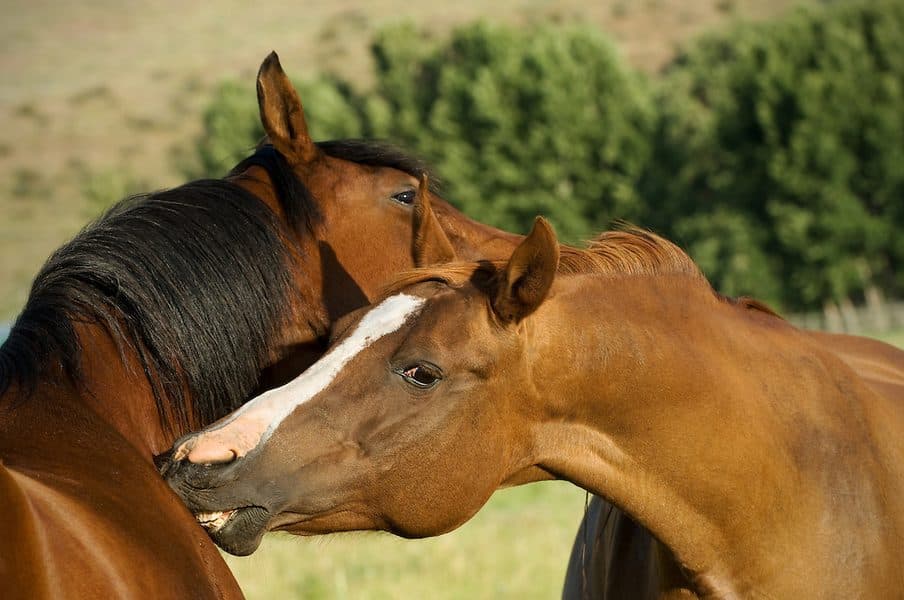 Caballo rescatado en Cavalls Mas El Pla
