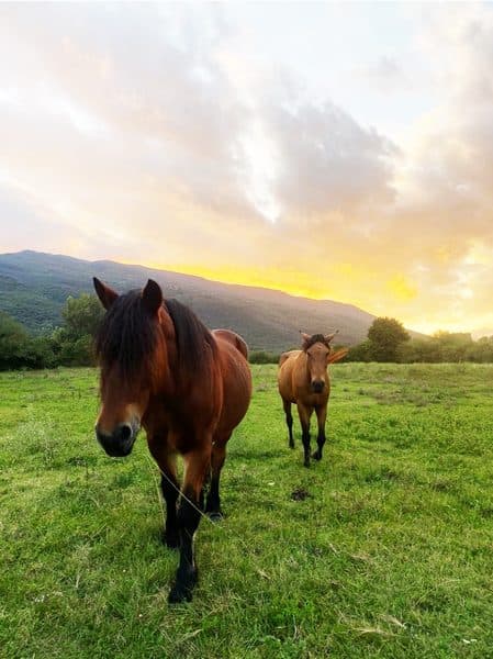 Caballo rescatado en Cavalls Mas El Pla