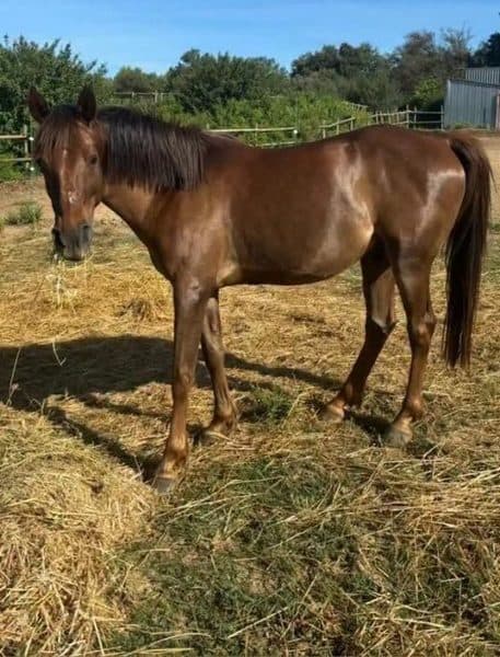 Caballo rescatado en Cavalls Mas El Pla