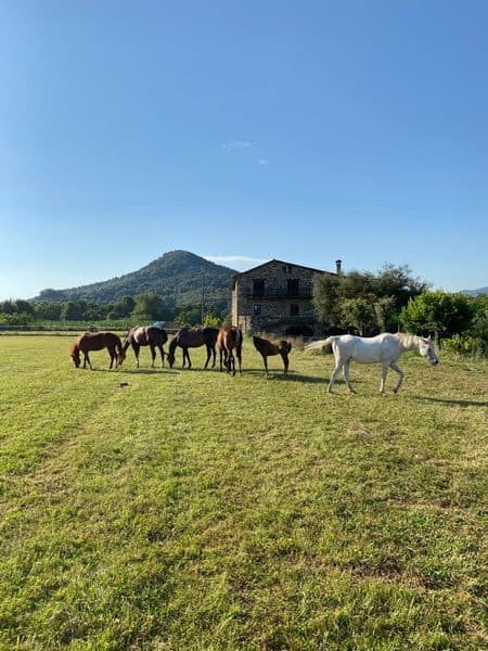 Caballo rescatado en Cavalls Mas El Pla