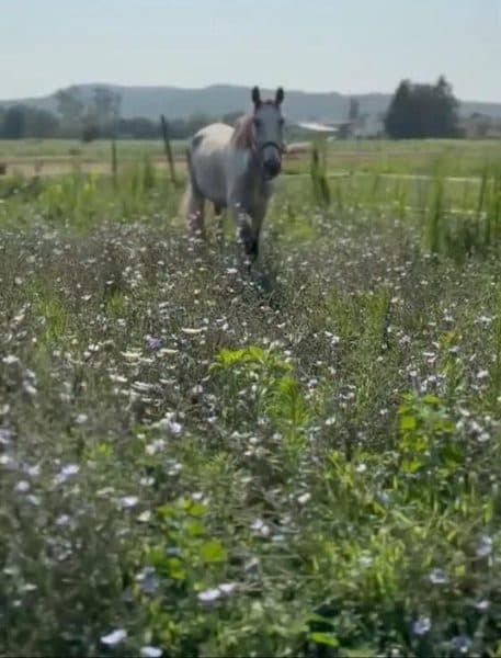 Caballo rescatado en Cavalls Mas El Pla