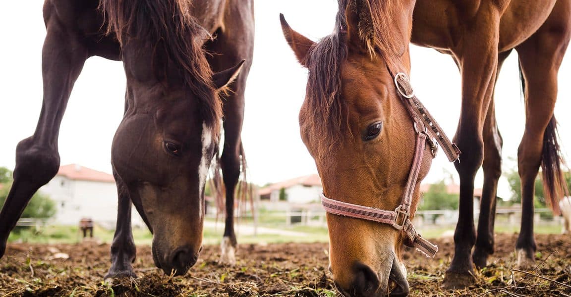 Caballo rescatado en Cavalls Mas El Pla