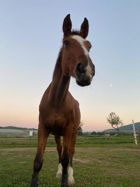 Caballo rescatado en Cavalls Mas El Pla